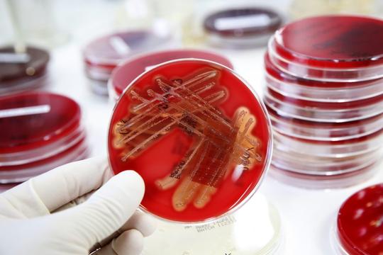 Inhibiting Gram-positive Bacteria